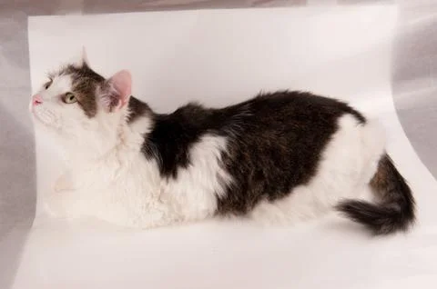 Half white pet cat, posing on white Foto stock