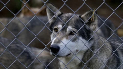 Half wolf close up behind a fence Stockbeeldmateriaal 70145058
