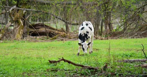 Half-year-old black white bull calf roams freely on secluded woodland meadow Video stock 311584706