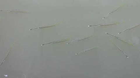 Halfbeak (needle fish) Stock Footage 40105296