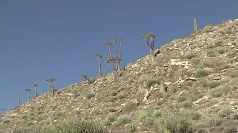 Halfmens trees  Stock Footage 16487782