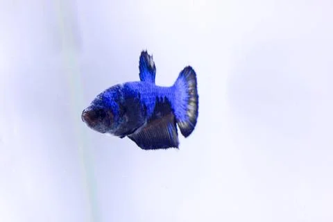 Halfmoon betta fish. The betta fish, which is blue in color with a black comb Stock Photos