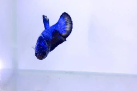 Halfmoon betta fish. The betta fish, which is blue in color with a black comb Stock Photos