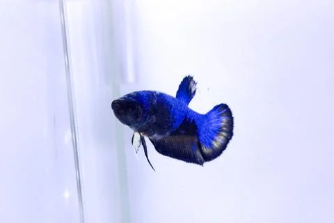 Halfmoon betta fish. The betta fish, which is blue in color with a black comb Foto stock