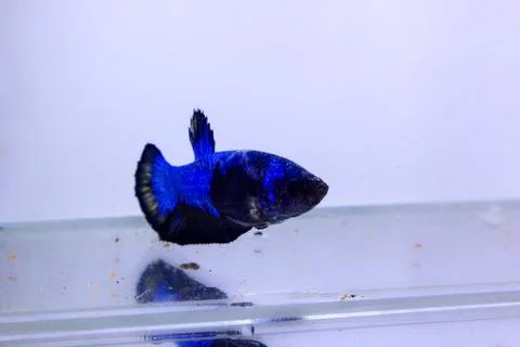 Halfmoon betta fish. The betta fish, which is blue in color with a black comb Foto stock