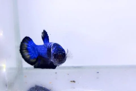 Halfmoon betta fish. The betta fish, which is blue in color with a black comb Stock Photos