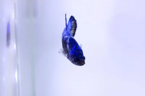 Halfmoon betta fish. The betta fish, which is blue in color with a black comb Stock Photos