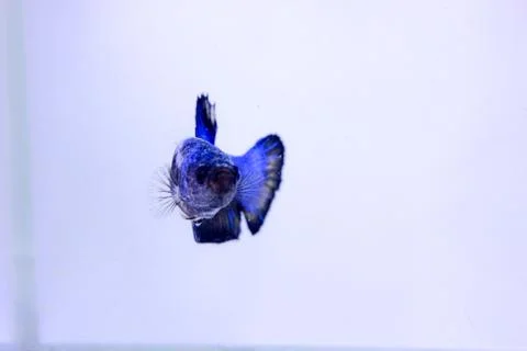 Halfmoon betta fish. The betta fish, which is blue in color with a black comb Stock Photos