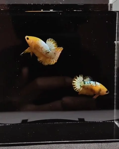 Halfmoon betta fish Stock Footage 162526918