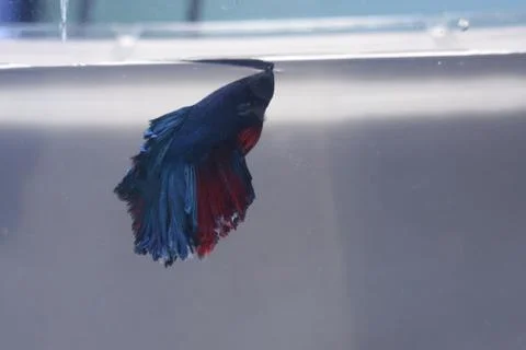 Halfmoon Betta Splendens Fish Blue Red Stock Photos