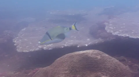 Halfmoon picasso triggerfish swimming, Rhinecanthus lunula, HD, UP20493 Stock Footage