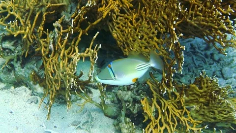 Halfmoon picassofish Rhinecanthus lunula swimming underwater in Red Sea. Stock Footage