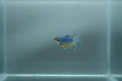 Halfmoon Siamese Fighting Fish - Betta Splendens Blue Yellow Stock Photos