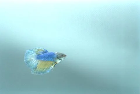 Halfmoon Siamese Fighting Fish - Betta Splendens Blue Yellow Stock Photos