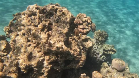 Halfmoon triggerfish feeding on coral reef as seen while scuba diving Red Sea  Stock Footage 250677596
