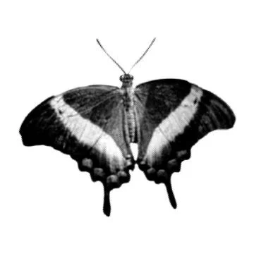 Halftone butterfly. Collage design element in trendy magazine style. Vector.. 스톡 일러스트