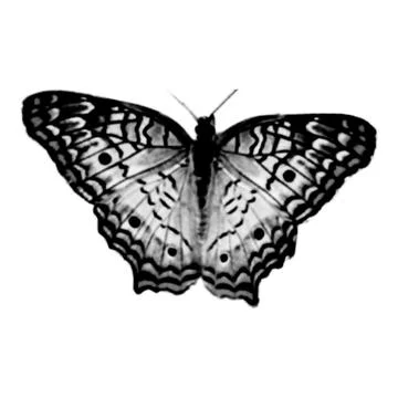Halftone butterfly. Collage design element in trendy magazine style. Vector.. 스톡 일러스트