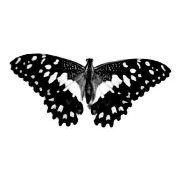Halftone butterfly. Collage design element in trendy magazine style. Vector i 스톡 일러스트