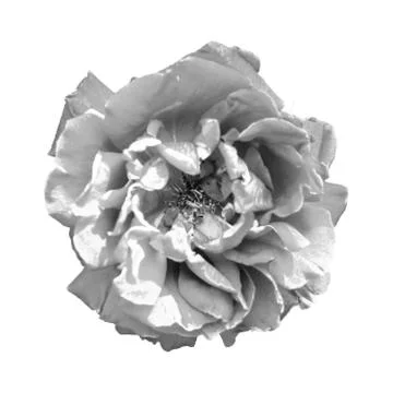 Halftone flower isolated on white Stock Illustration