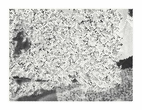 Halftone pattern background vector texture. Monochrome black and white dot .. Stock Illustration