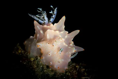 Halgerda batangas nudibranch in Lembeh Stock Photos
