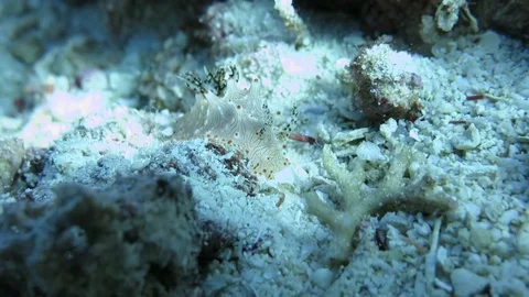 Halgerda batangas orange spotted nudibranch, Lembeh Strait,  Indonesia. Stock Footage 80453842