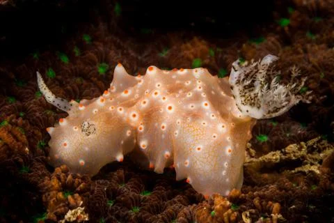Halgerda Seaslug Stock Photos