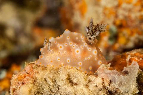 Halgerda Seaslug Foto stock