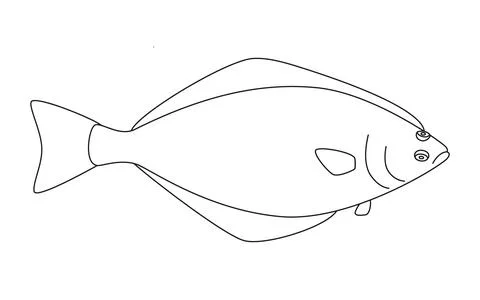 Halibut fish art line, flatfish seafood and underwater color animal. Water Stock Illustration