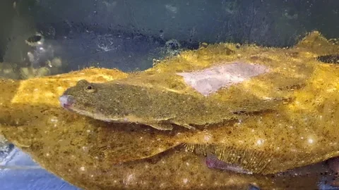 The Halibut Fish Stock Footage 291624063