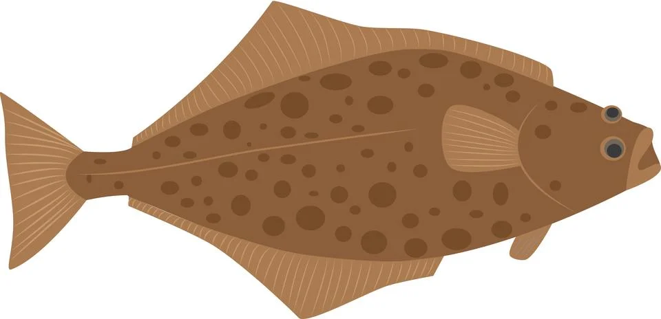 Halibut Fish Stock Illustration