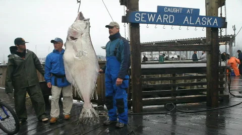 Halibut fishermen hanging P HD 8226 Stock Footage
