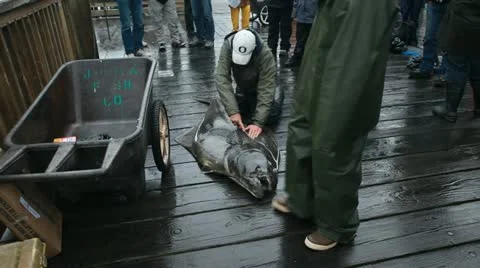 Halibut giant being cleaned Seward Alaska pier P HD 8236 Stock Footage 11148418