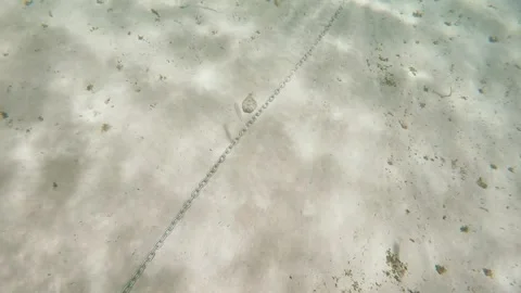 A halibut in a hide state. try not to be seen Stock Footage 281759244