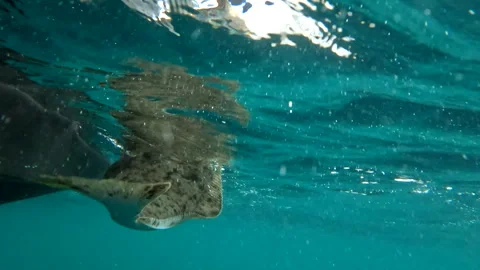 Halibut landing by lip lock hold from underwater perspective Stock Footage 345177468