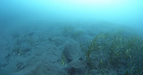 Halibut swims away from camera Stock Footage 118179707