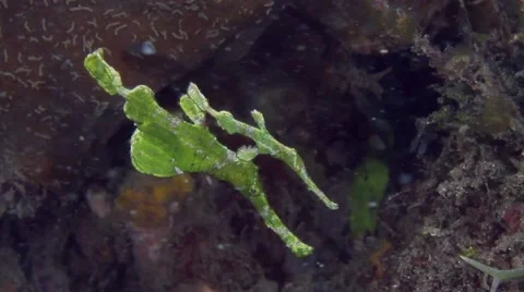 Halimeda Ghost pipefish pair Stock Footage 69010562