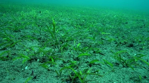 Halimeda ghostpipefis (Solenostomus halimeda) on the sand Stock Footage 89968549