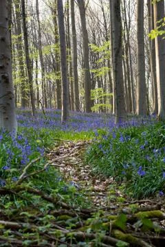 Hallerbos Stock Photos