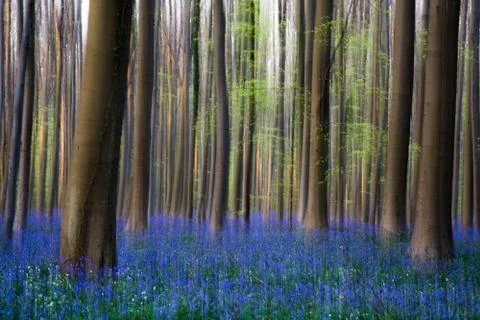 Hallerbos Stock Photos