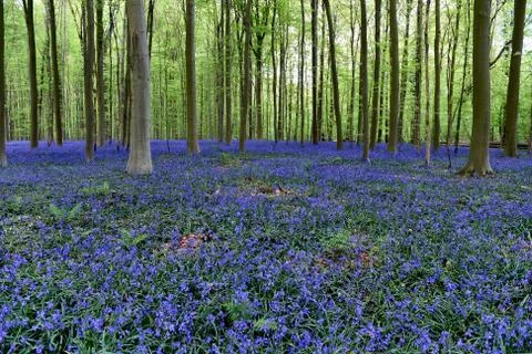 Hallerbos Fotos Stock