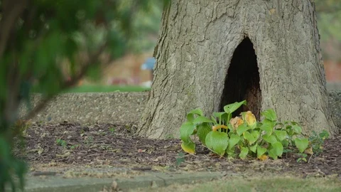 Hallowed out tree trunk hole at ground level 库存影片 95800630