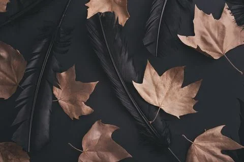 Halloween background pattern with autumn maple leaves and raven black feath.. Foto stock