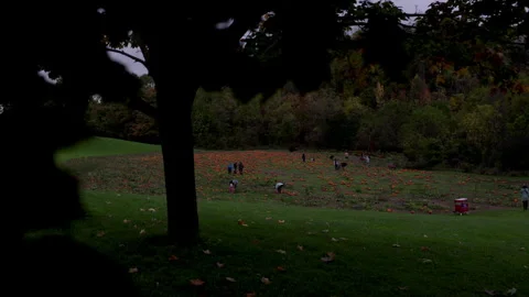 Halloween background pumpkin patch. Autumn Thanksgiving fall season. Video stock 287948979