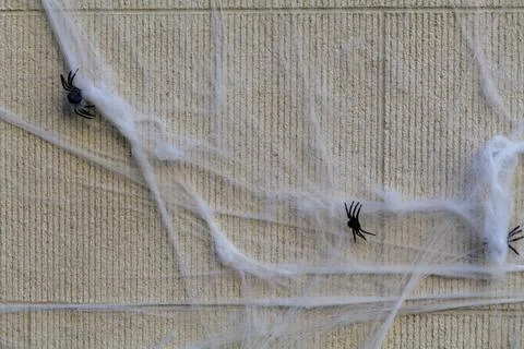 Halloween background with spider web and spiders as symbols of Halloween on the Stock Photos