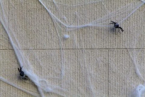 Halloween background with spider web and spiders as symbols of Halloween on the Stock Photos