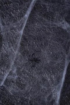 Halloween background with spider web Stock Photos
