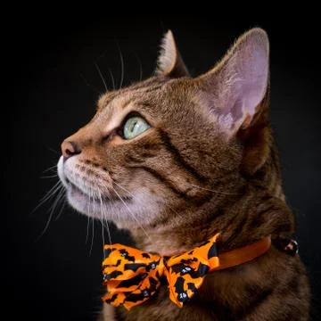 Halloween cat on black background Stock Photos