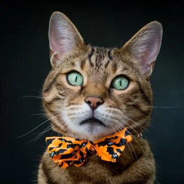 Halloween cat on black background Stock Photos