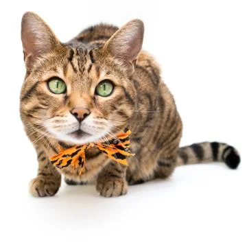 Halloween cat on white background Stock Photos